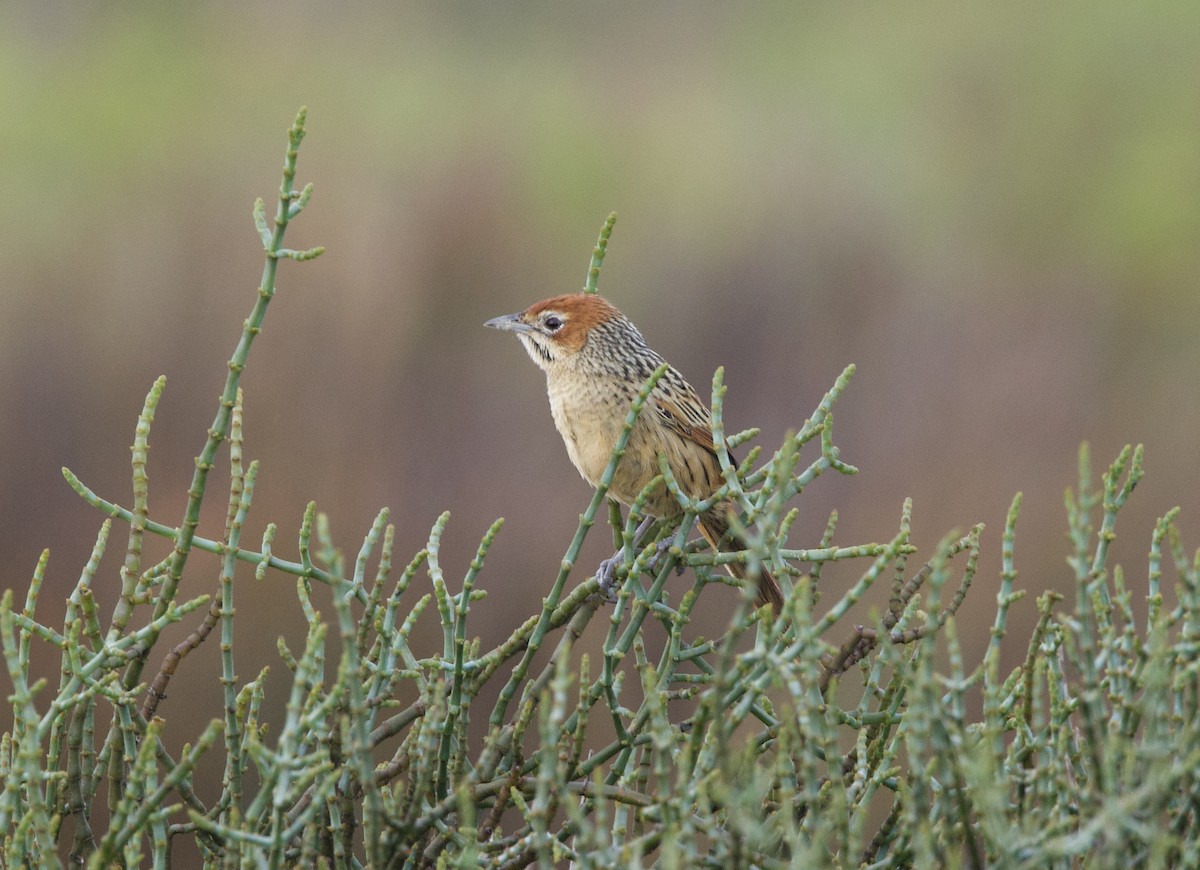 Cape Grassbird - ML638337998