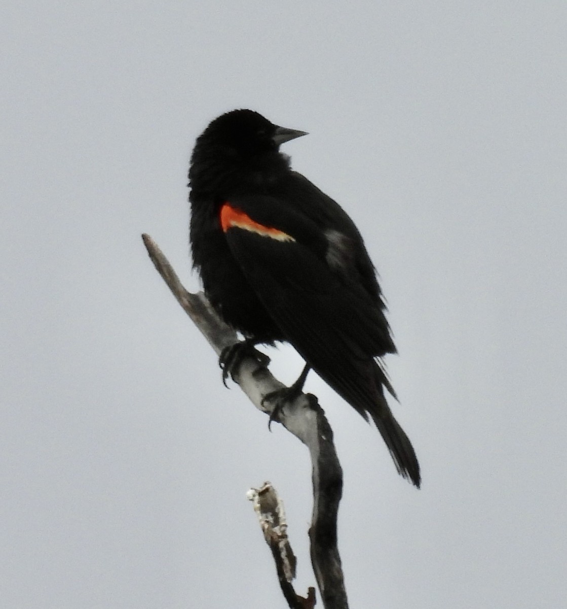 Red-winged Blackbird - ML638338002