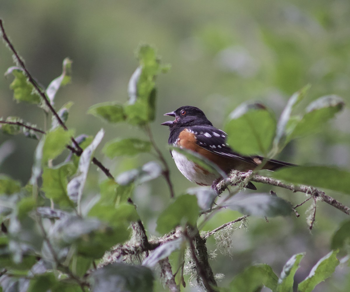 Spotted Towhee - ML638338010