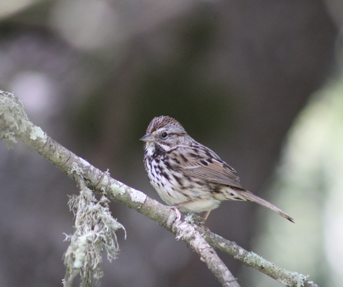 Song Sparrow - ML638338013