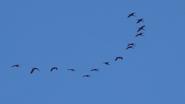 White-faced Ibis - ML638338014