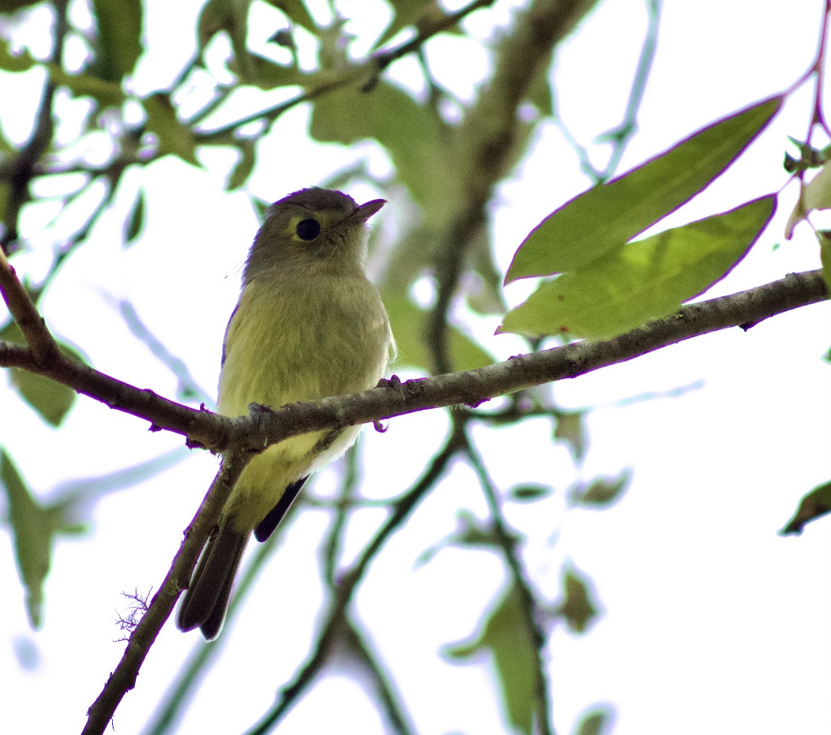 eikevireo - ML638338018
