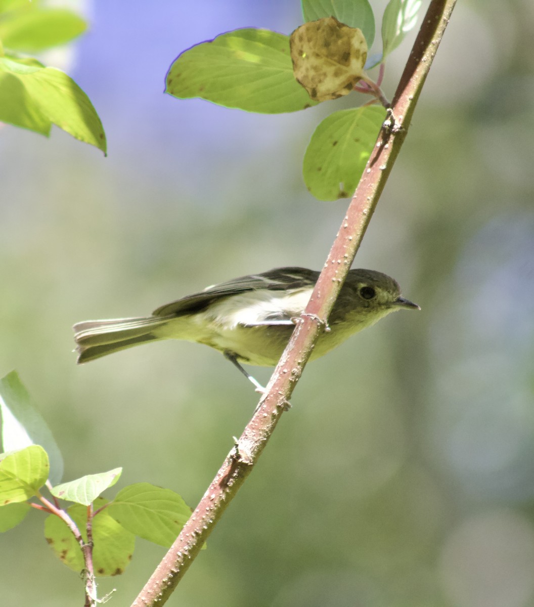 eikevireo - ML638338019