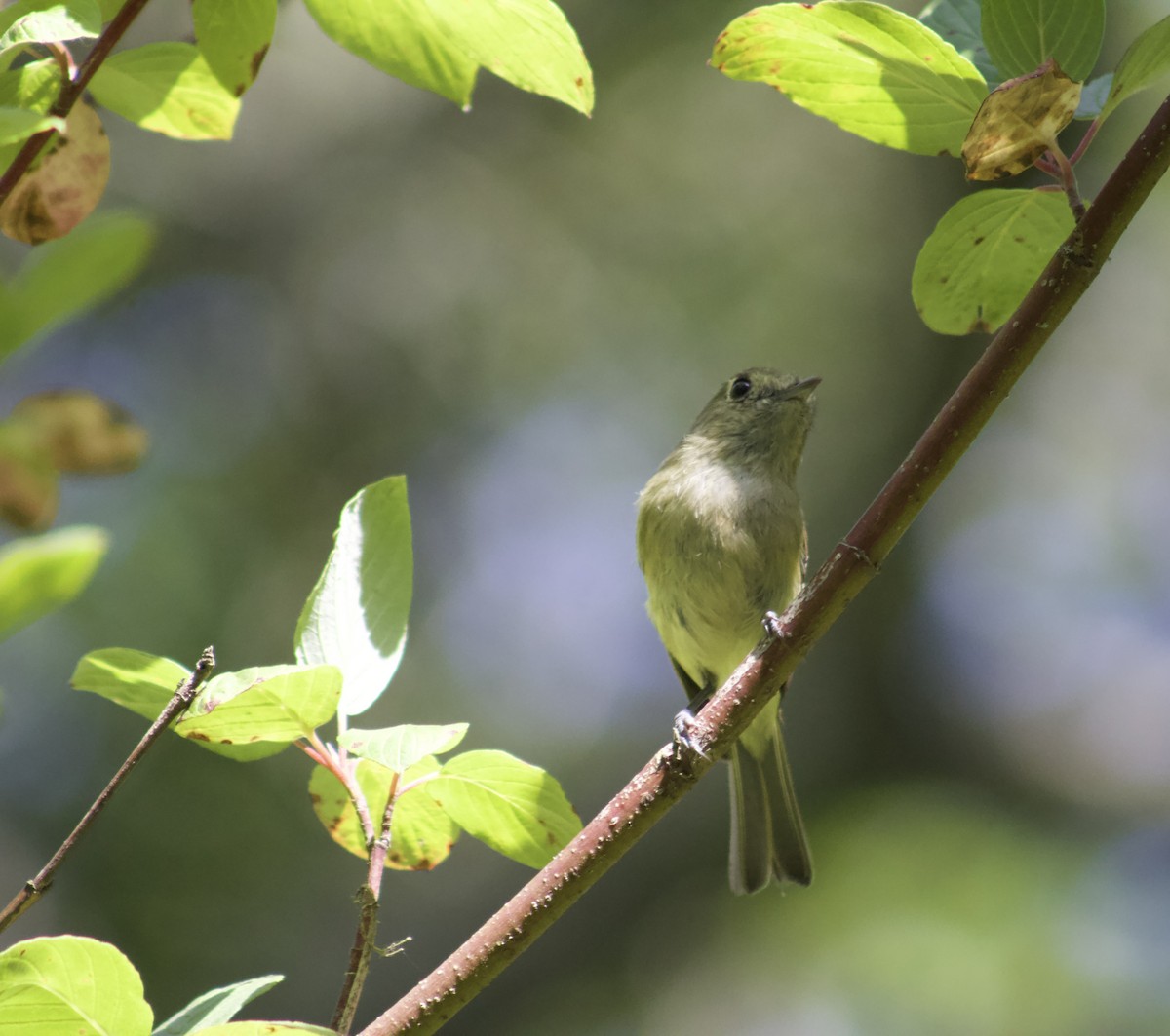 eikevireo - ML638338020