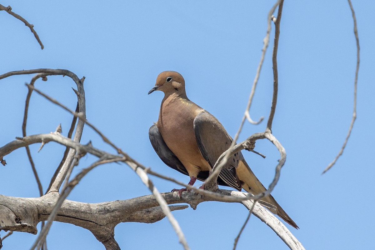 Mourning Dove - ML638338022