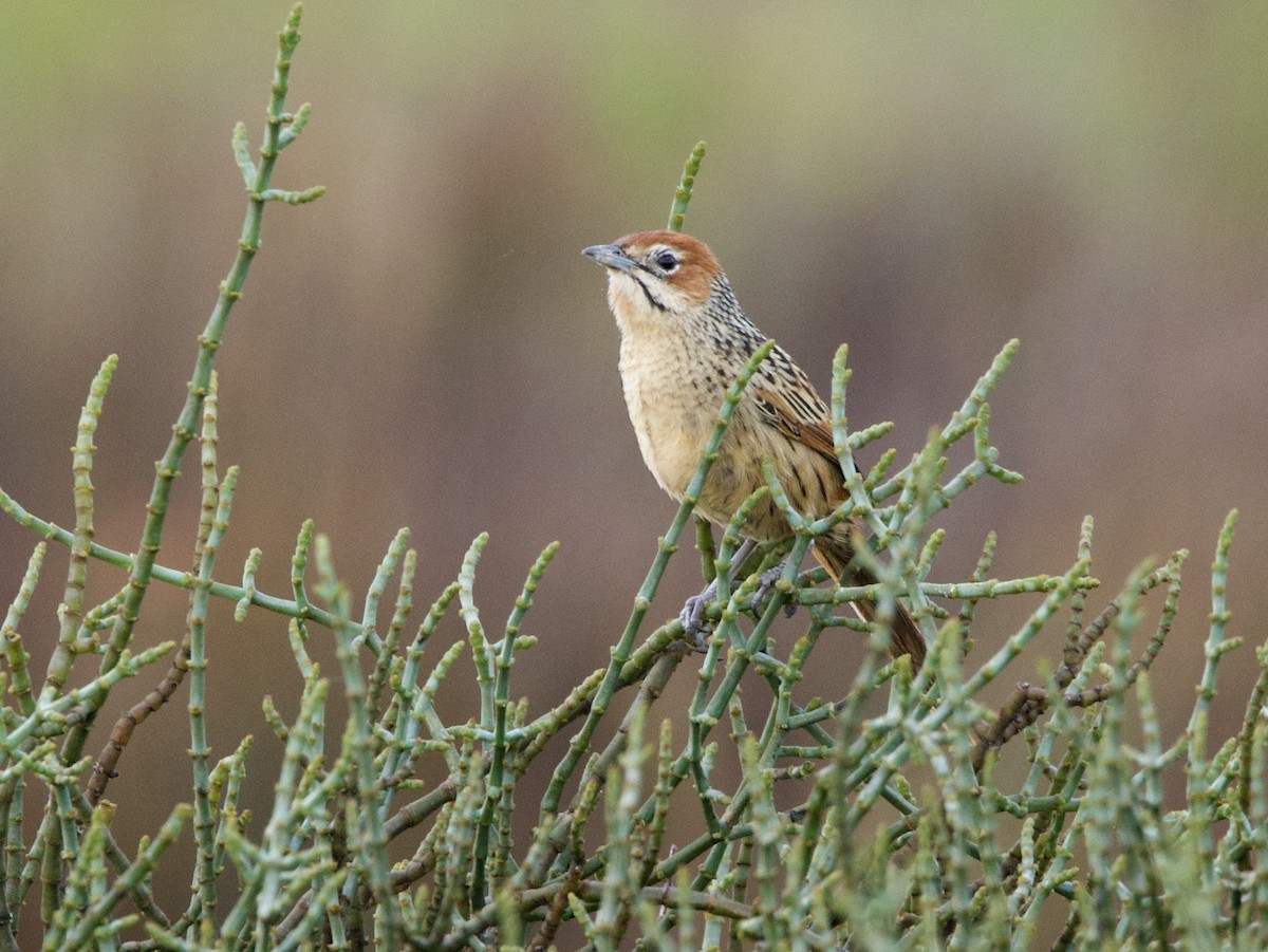 Cape Grassbird - ML638338027
