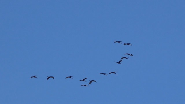 White-faced Ibis - ML638338046