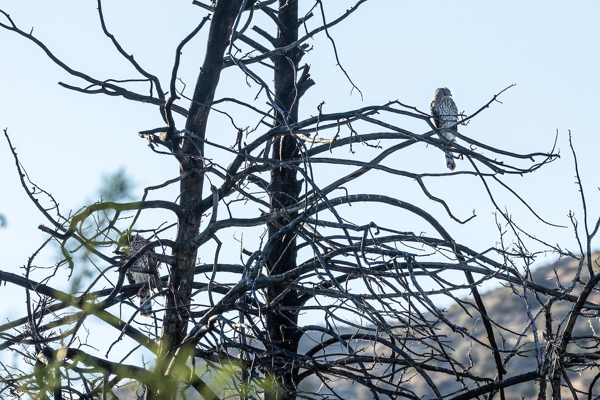 Cooper's Hawk - ML638338047