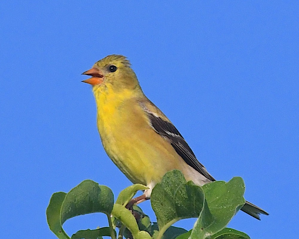 Чиж золотий - ML638338052