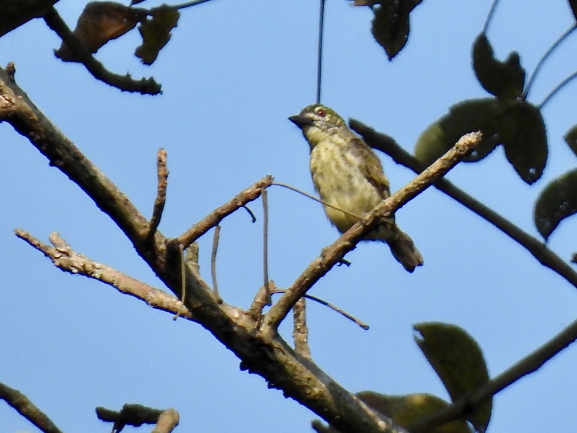 fregnekobberslager - ML638338053