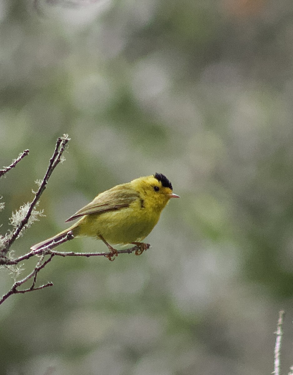 Wilson's Warbler - ML638338056