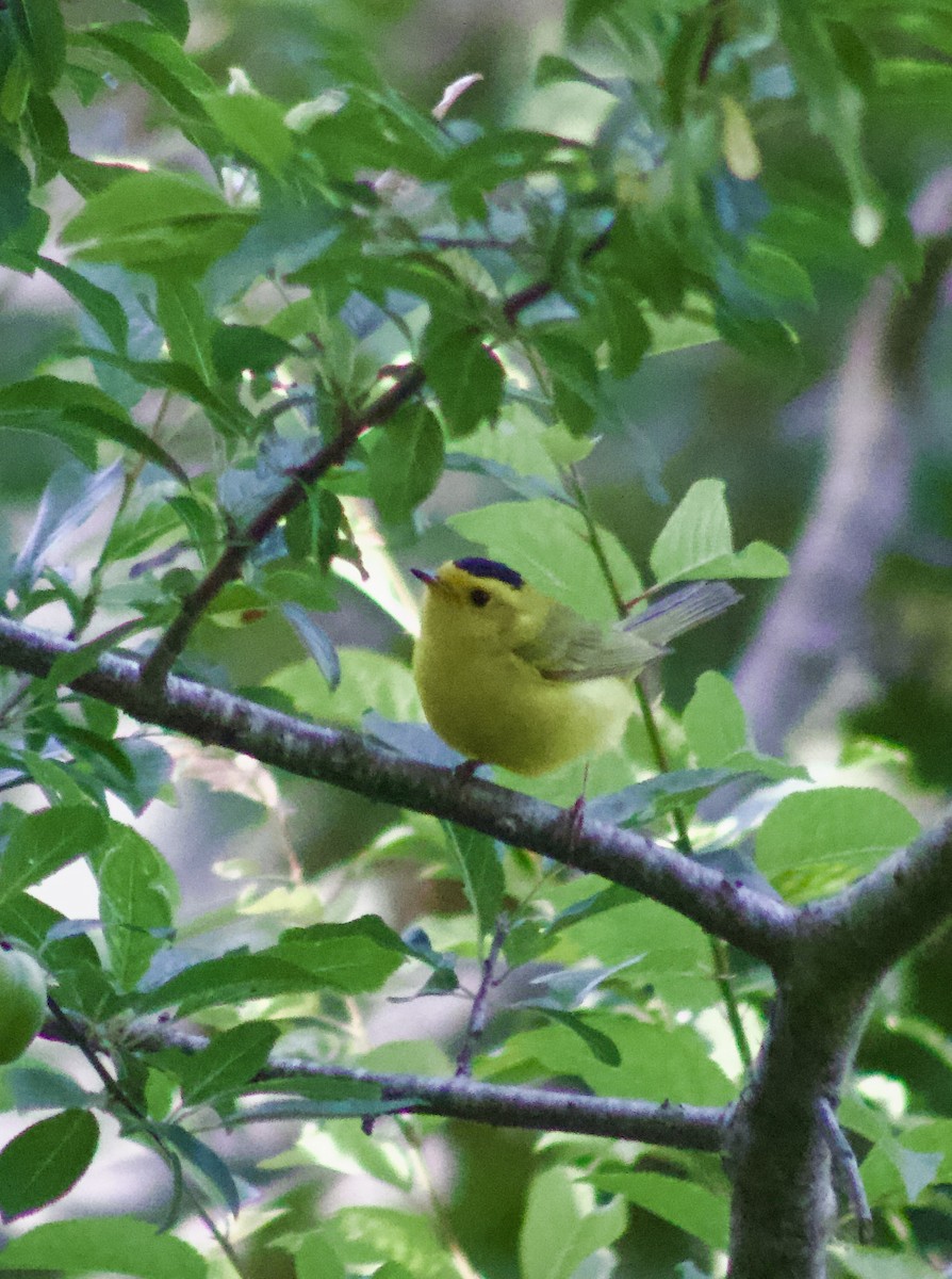 Wilson's Warbler - ML638338057