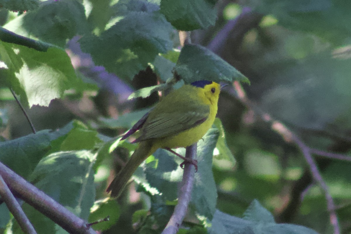 Wilson's Warbler - ML638338058