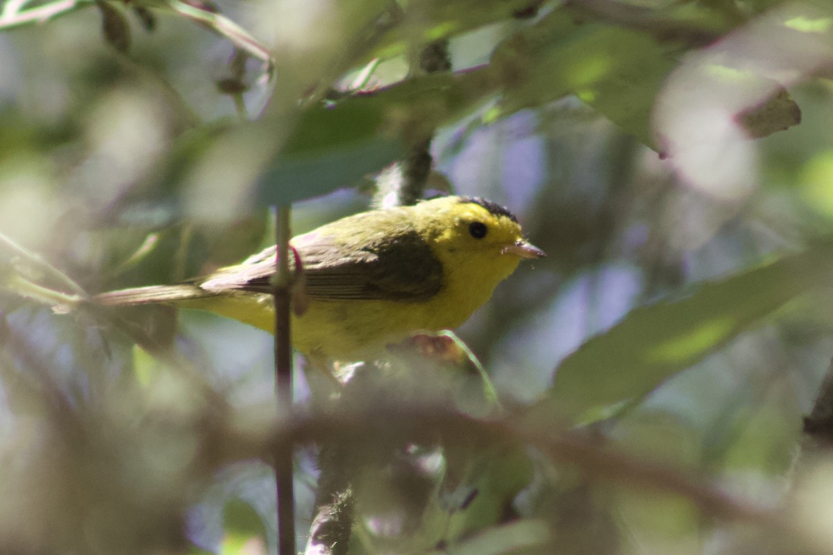 Wilson's Warbler - ML638338059