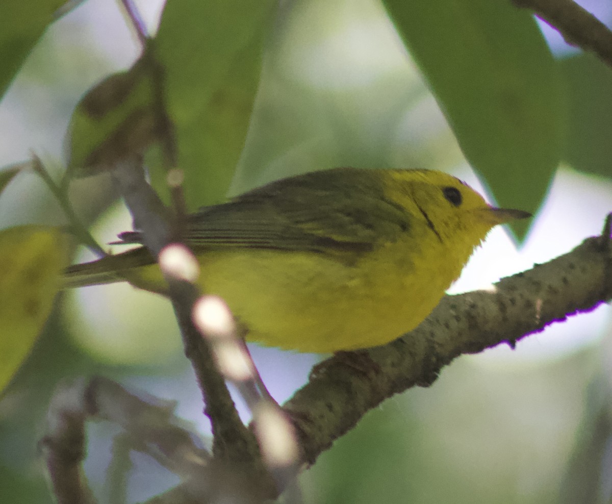 Wilson's Warbler - ML638338060