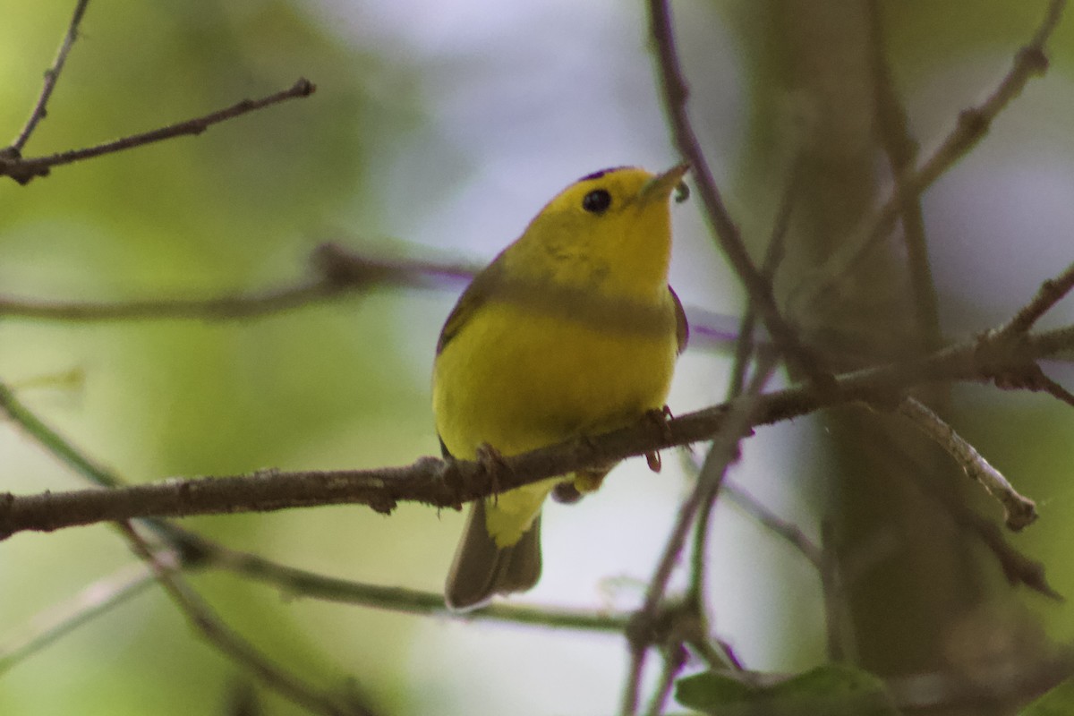 Wilson's Warbler - ML638338061