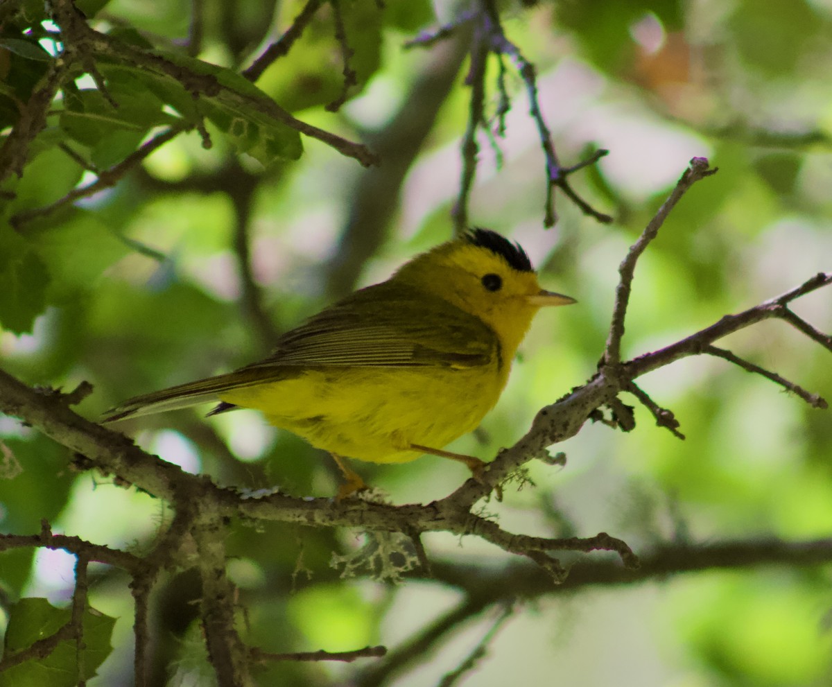 Wilson's Warbler - ML638338062