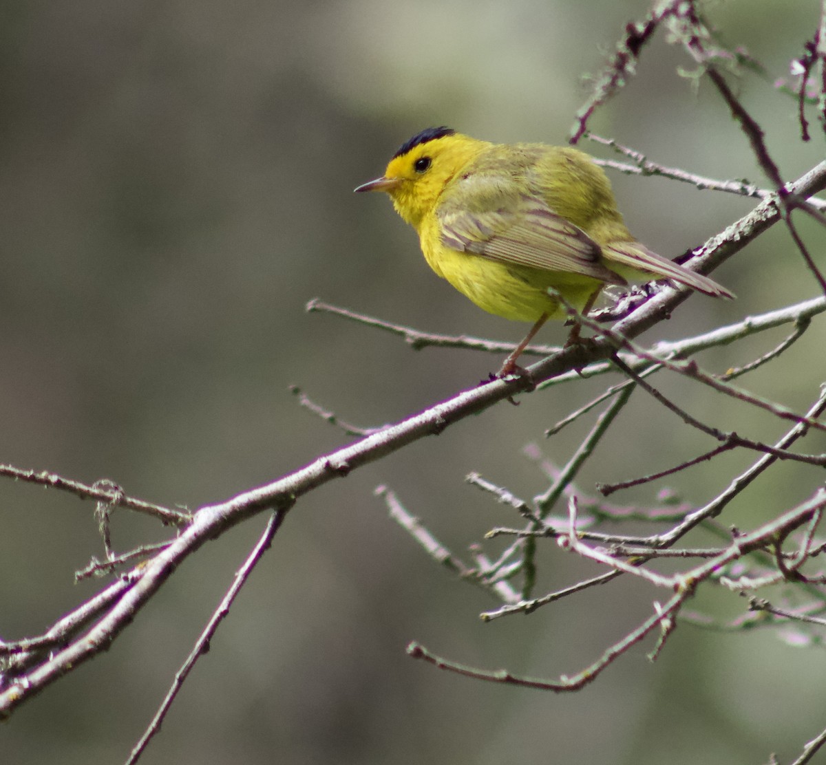Wilson's Warbler - ML638338063