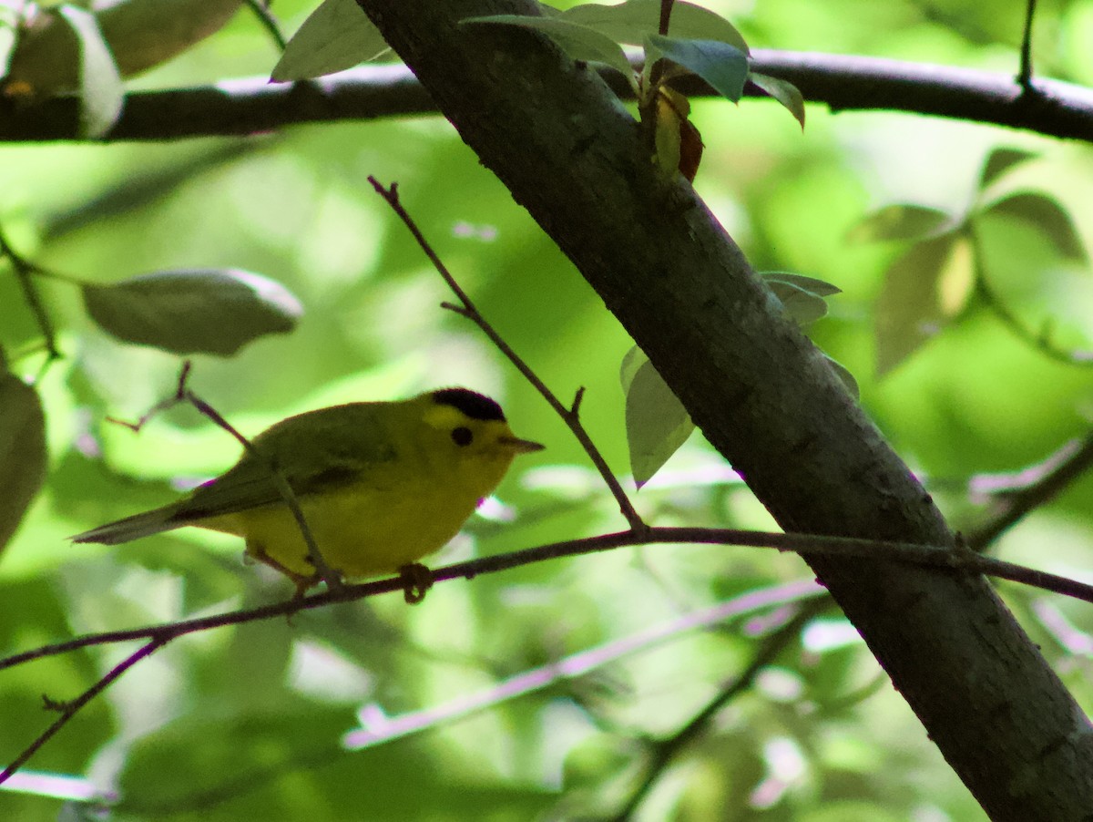 Wilson's Warbler - ML638338065