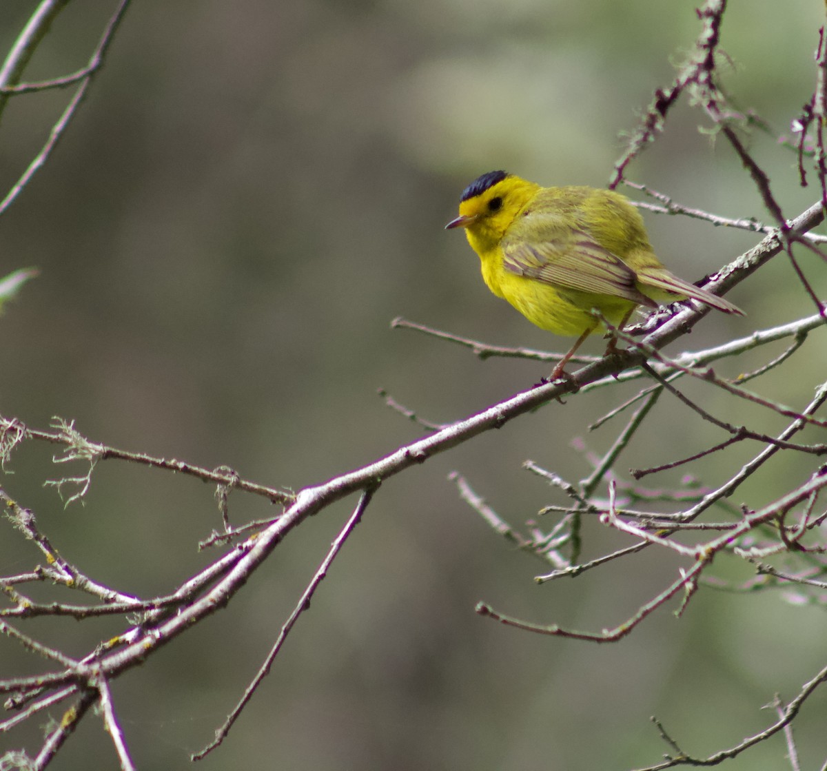 Wilson's Warbler - ML638338066