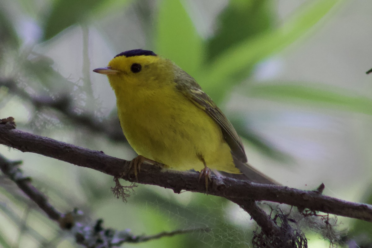 Wilson's Warbler - ML638338067