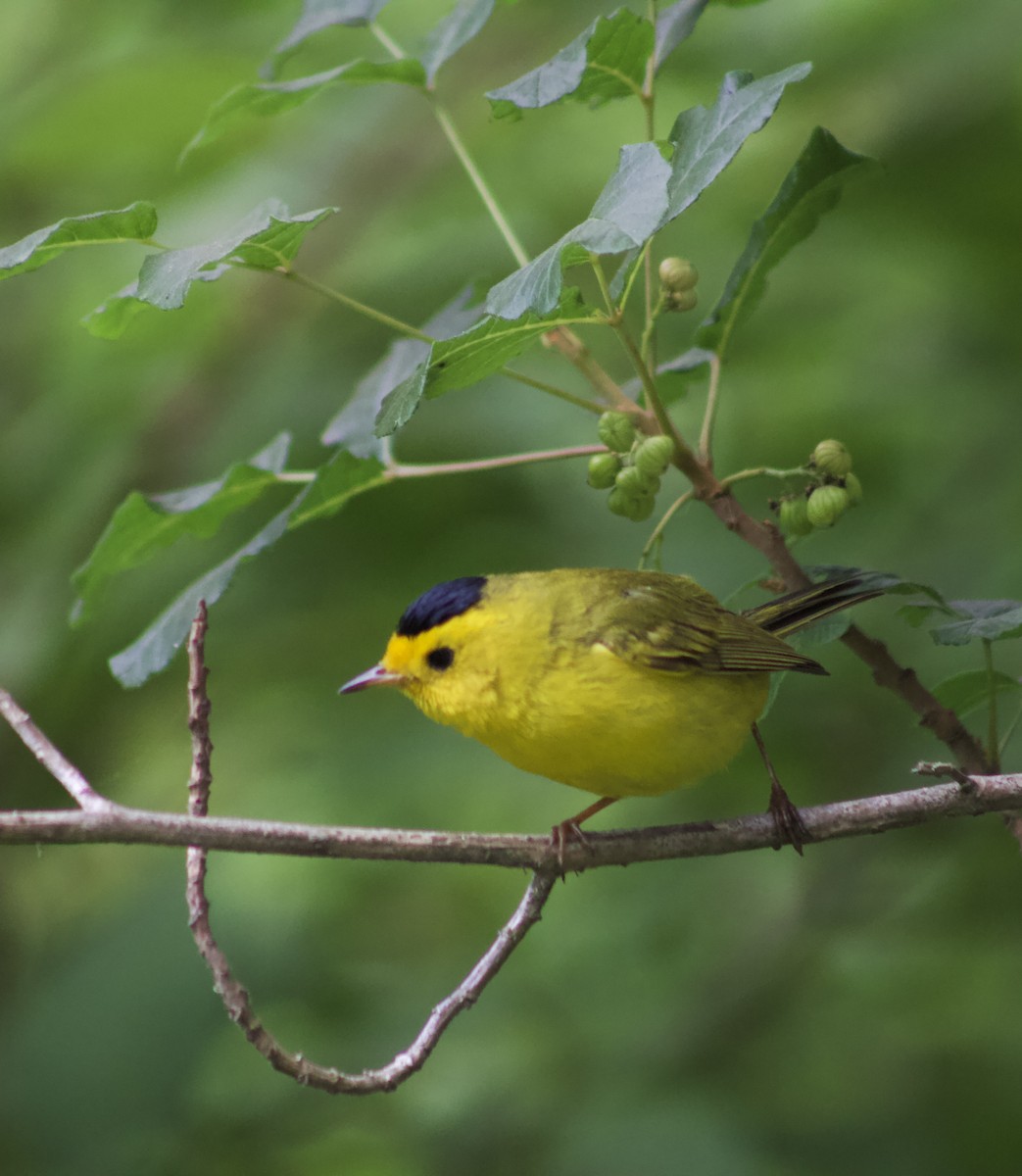 Wilson's Warbler - ML638338068