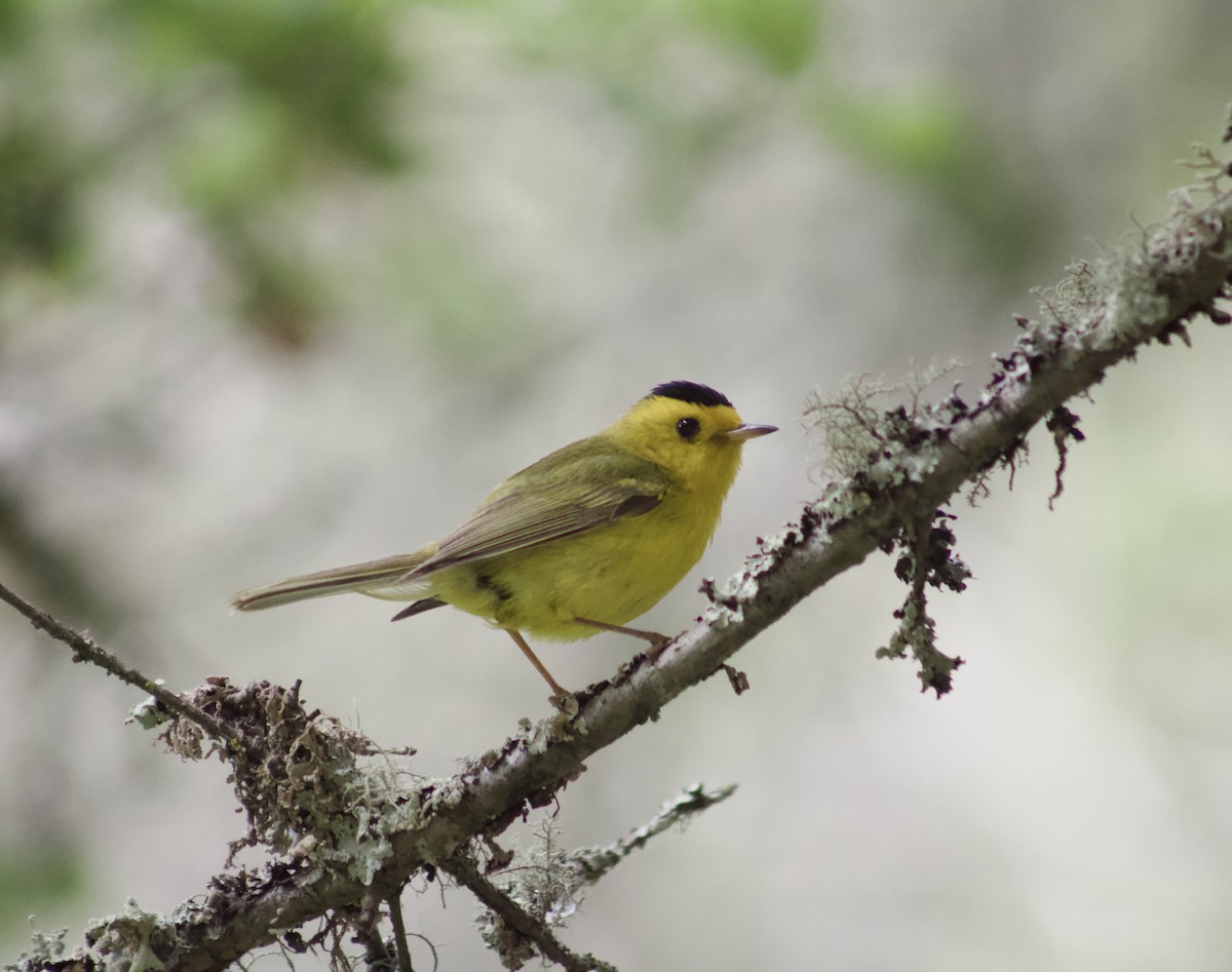 Wilson's Warbler - ML638338069