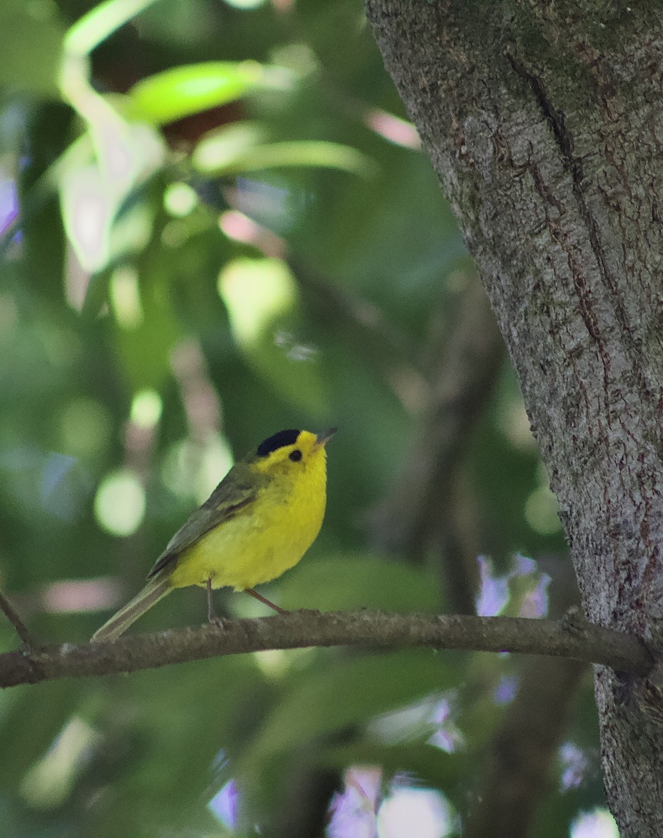 Wilson's Warbler - ML638338070