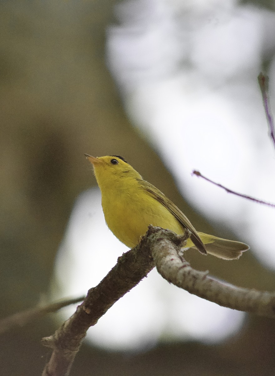 Wilson's Warbler - ML638338071