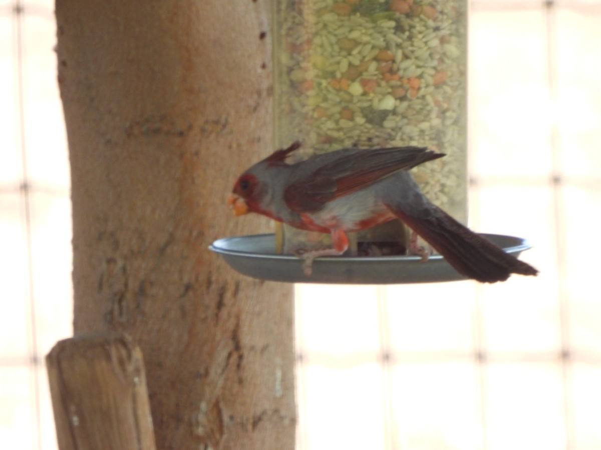 Pyrrhuloxia - ML638338074