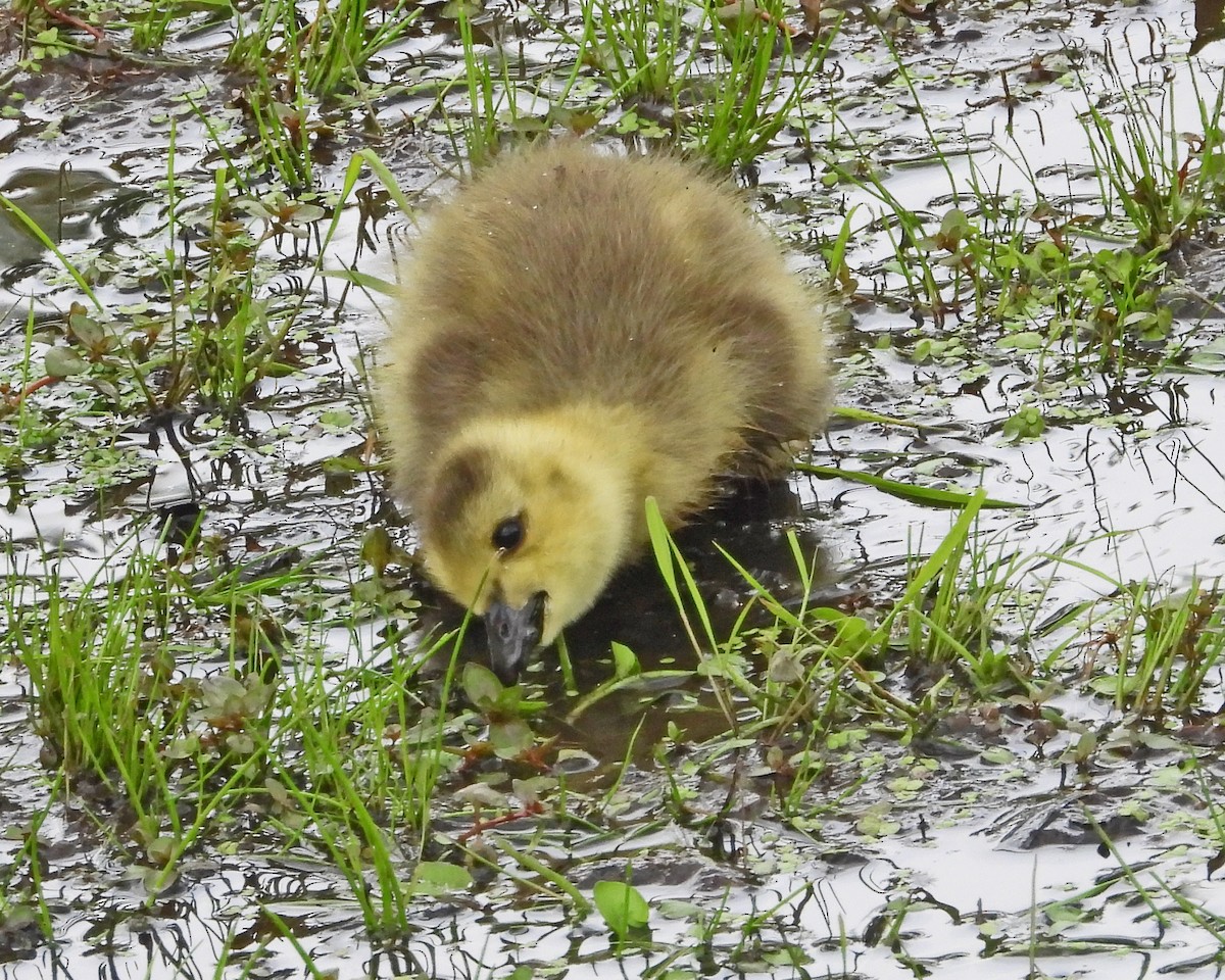 Canada Goose - ML638338107