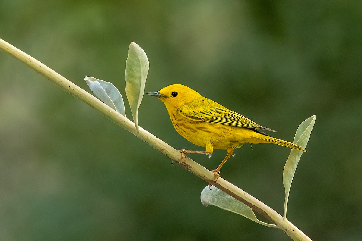 Yellow Warbler - ML638338115