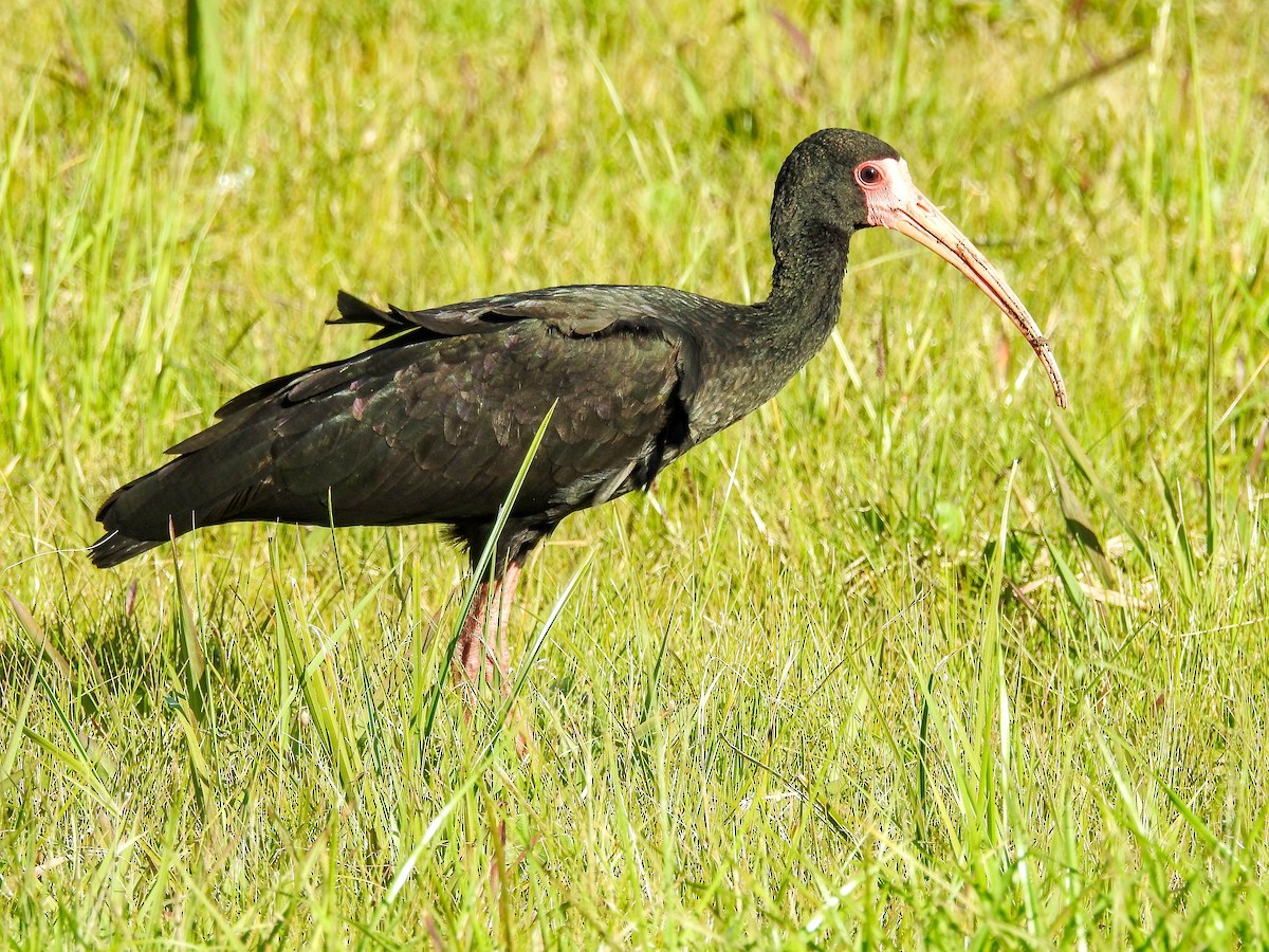 rødmaskeibis - ML638338134