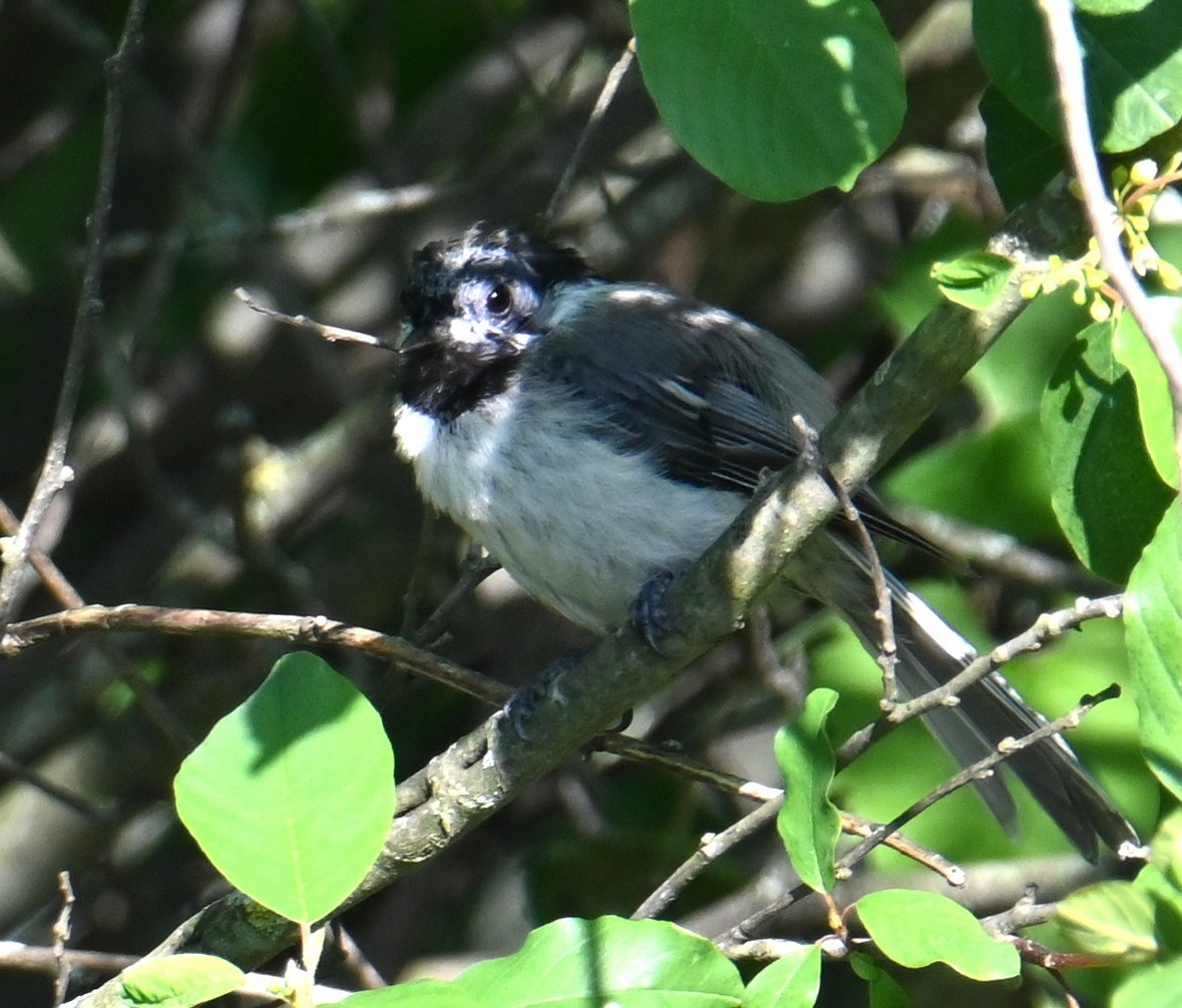 Black-capped Chickadee - ML638338143