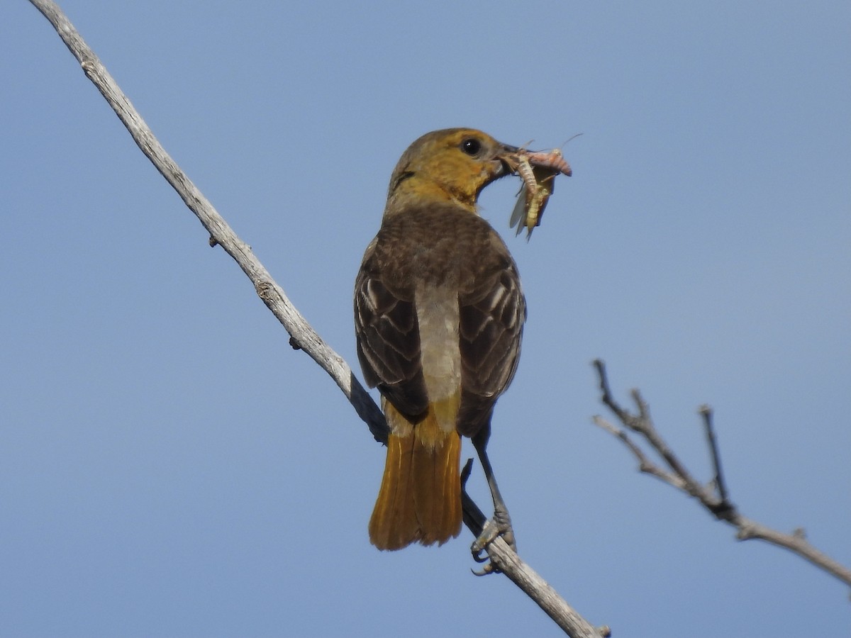gullbryntrupial - ML638338148