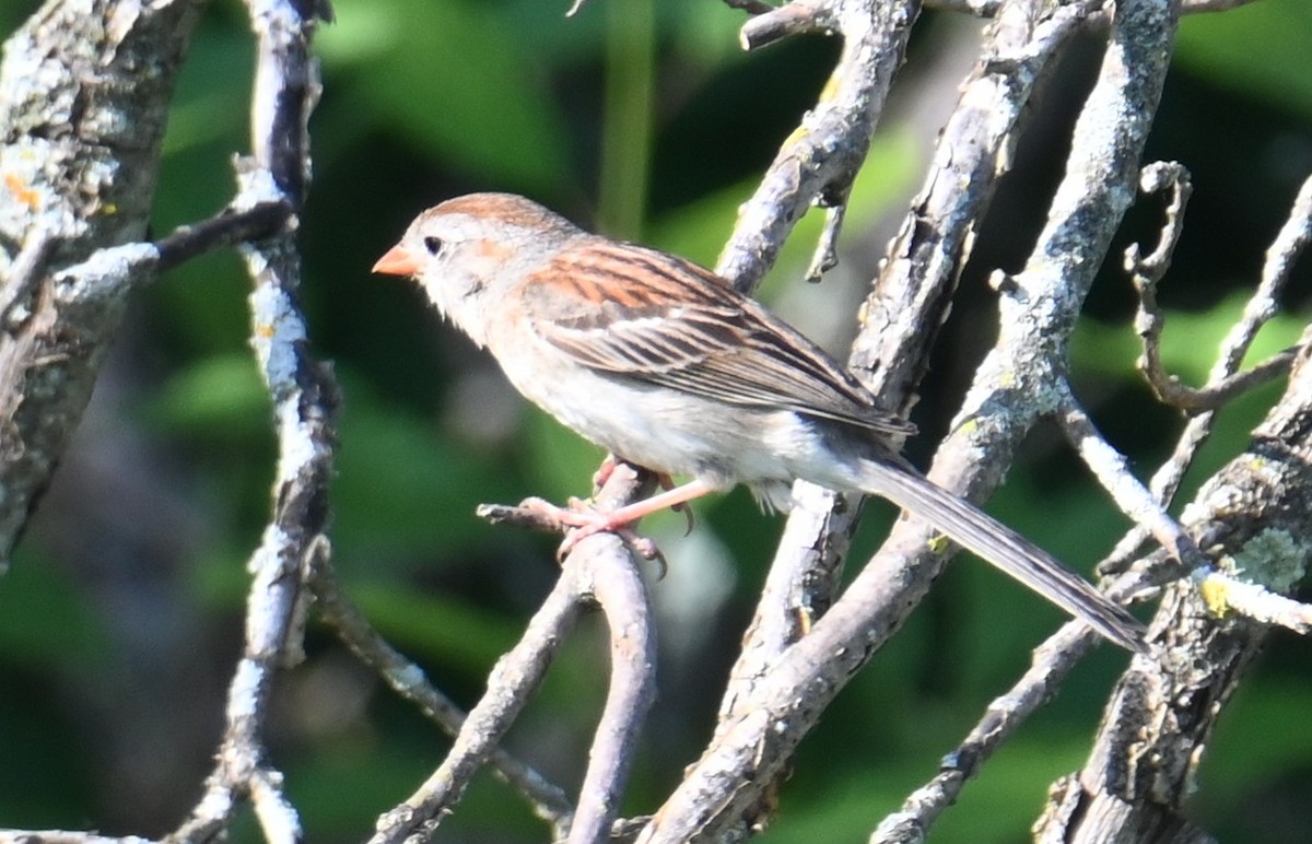 Field Sparrow - ML638338150