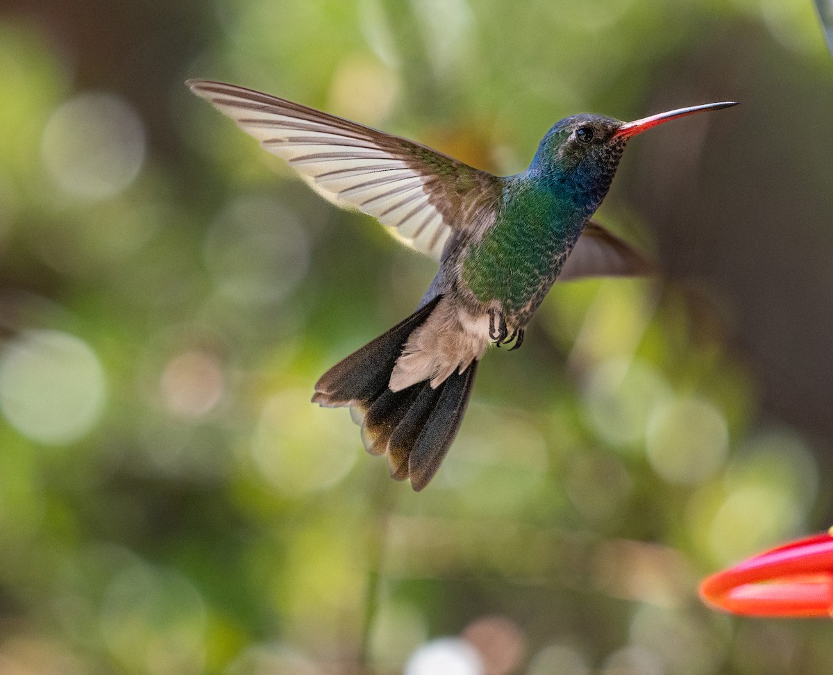 brednebbkolibri - ML638338152