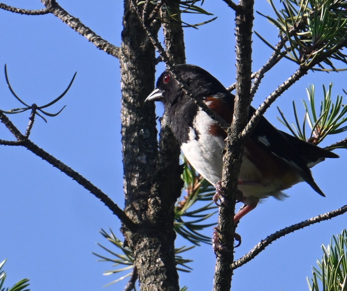 Eastern Towhee - ML638338157