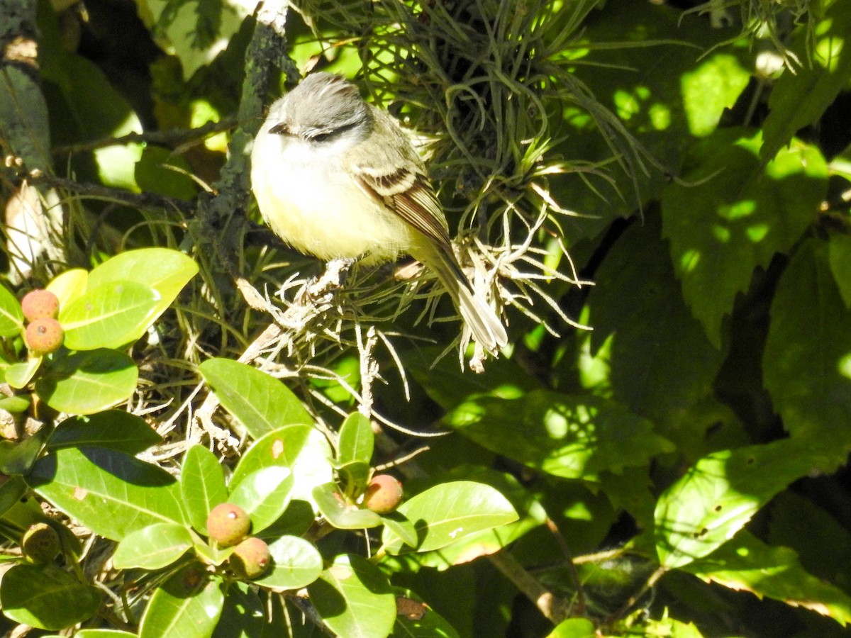 White-crested Tyrannulet - ML638338171