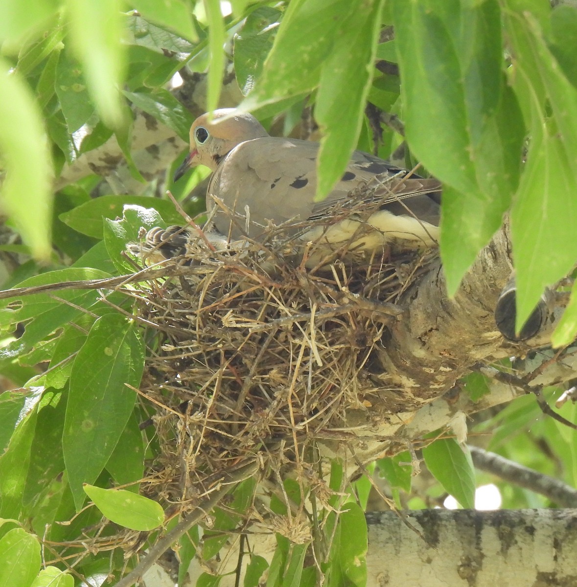 Mourning Dove - ML638338183
