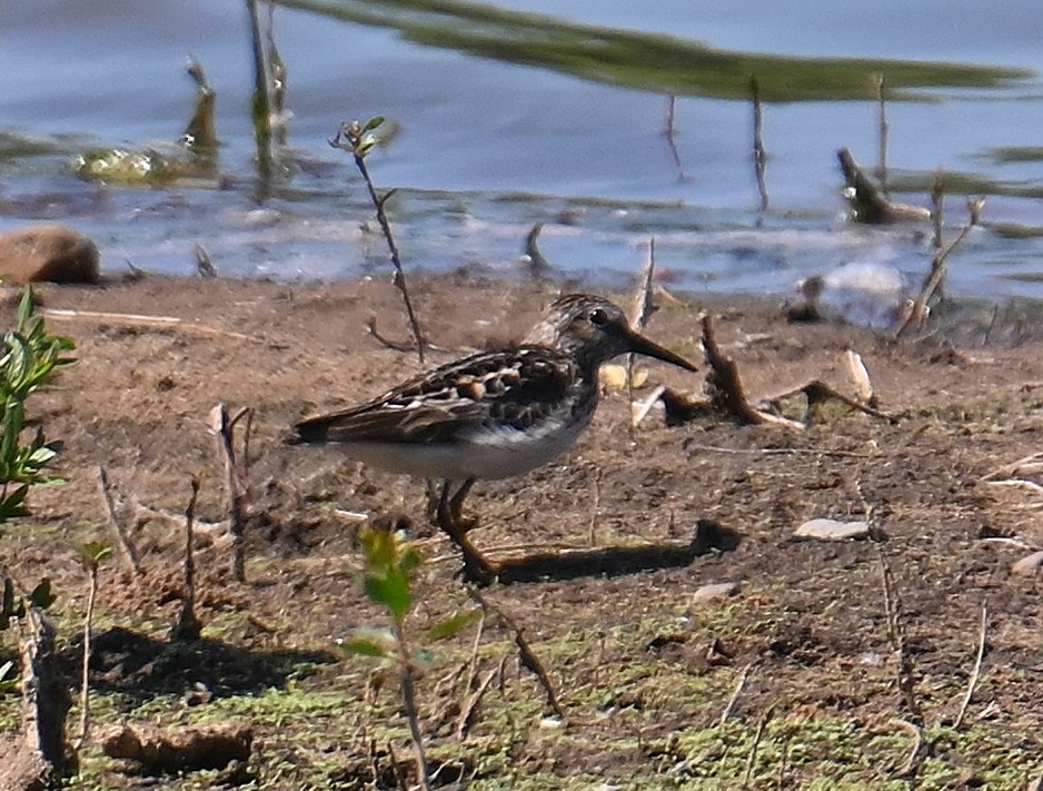 pygmésnipe - ML638338184