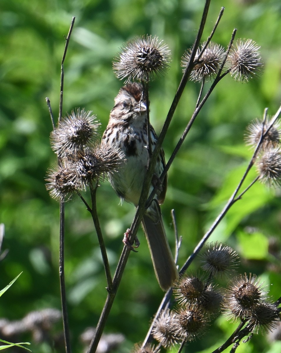 Song Sparrow - ML638338218