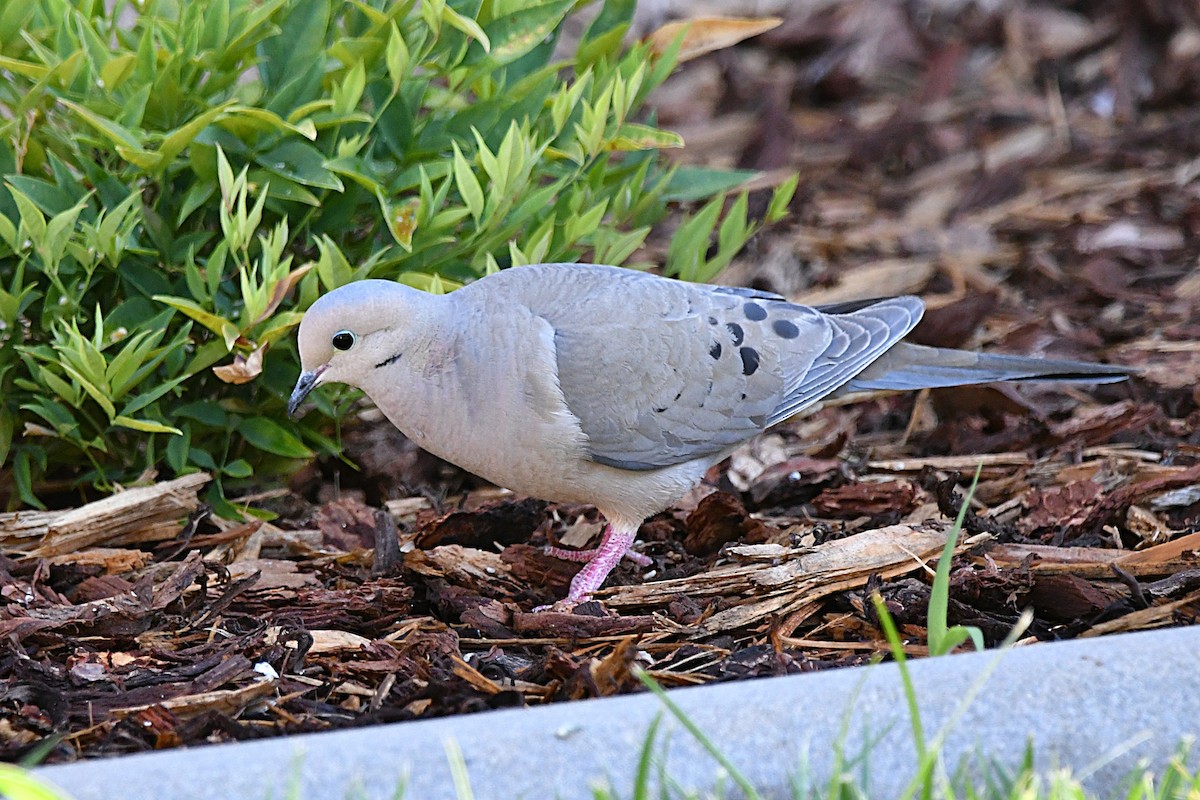 Carolinataube - ML638338219