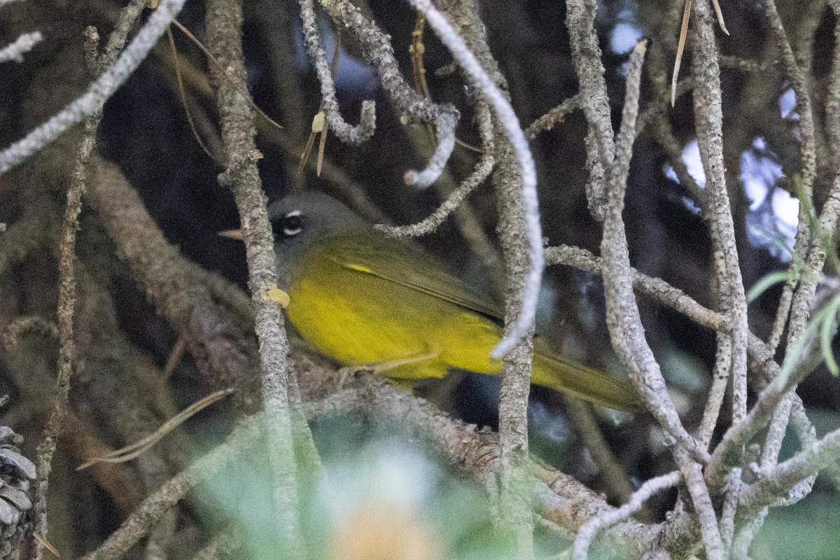 Dickichtwaldsänger - ML638338228