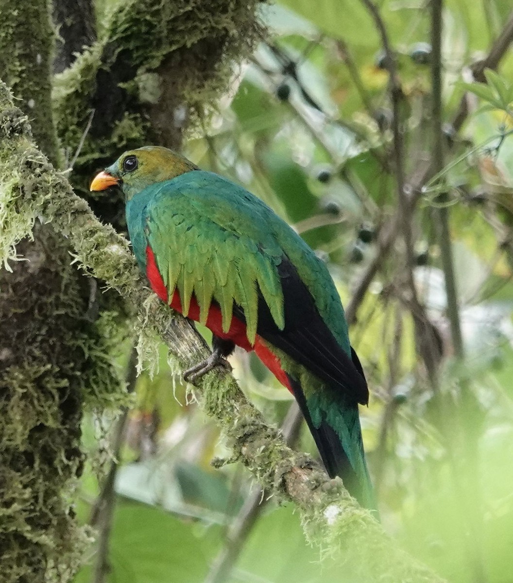 Goldkopftrogon - ML638338243