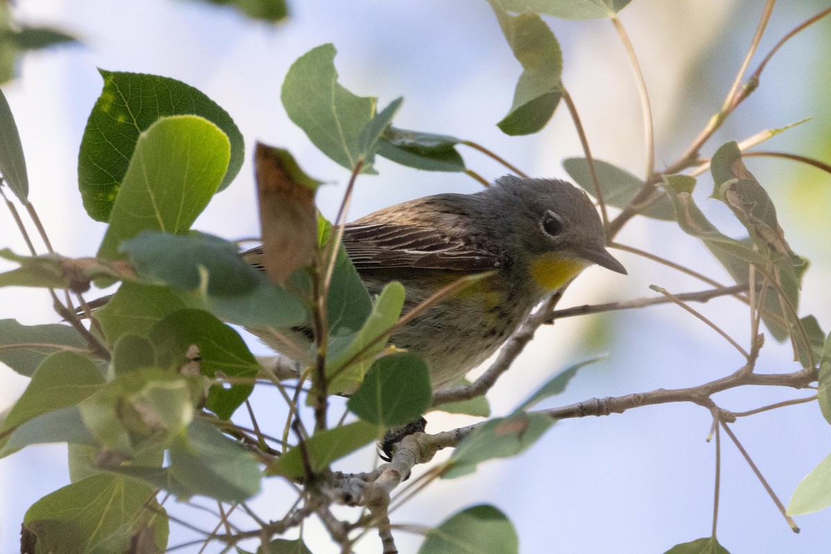 Kronenwaldsänger (Audubonwaldsänger) - ML638338244