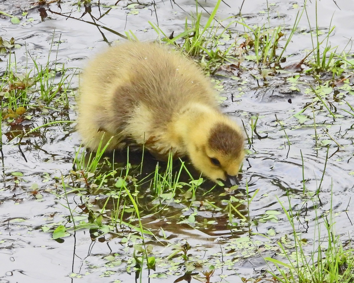 Canada Goose - ML638338257