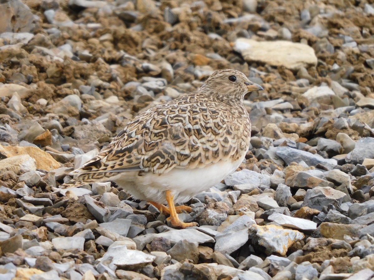 Gray-breasted Seedsnipe - ML638338260