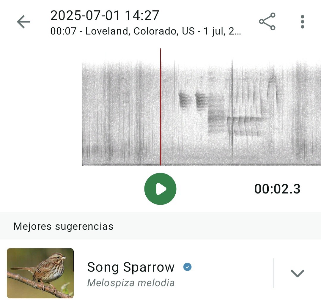 Song Sparrow - ML638338264