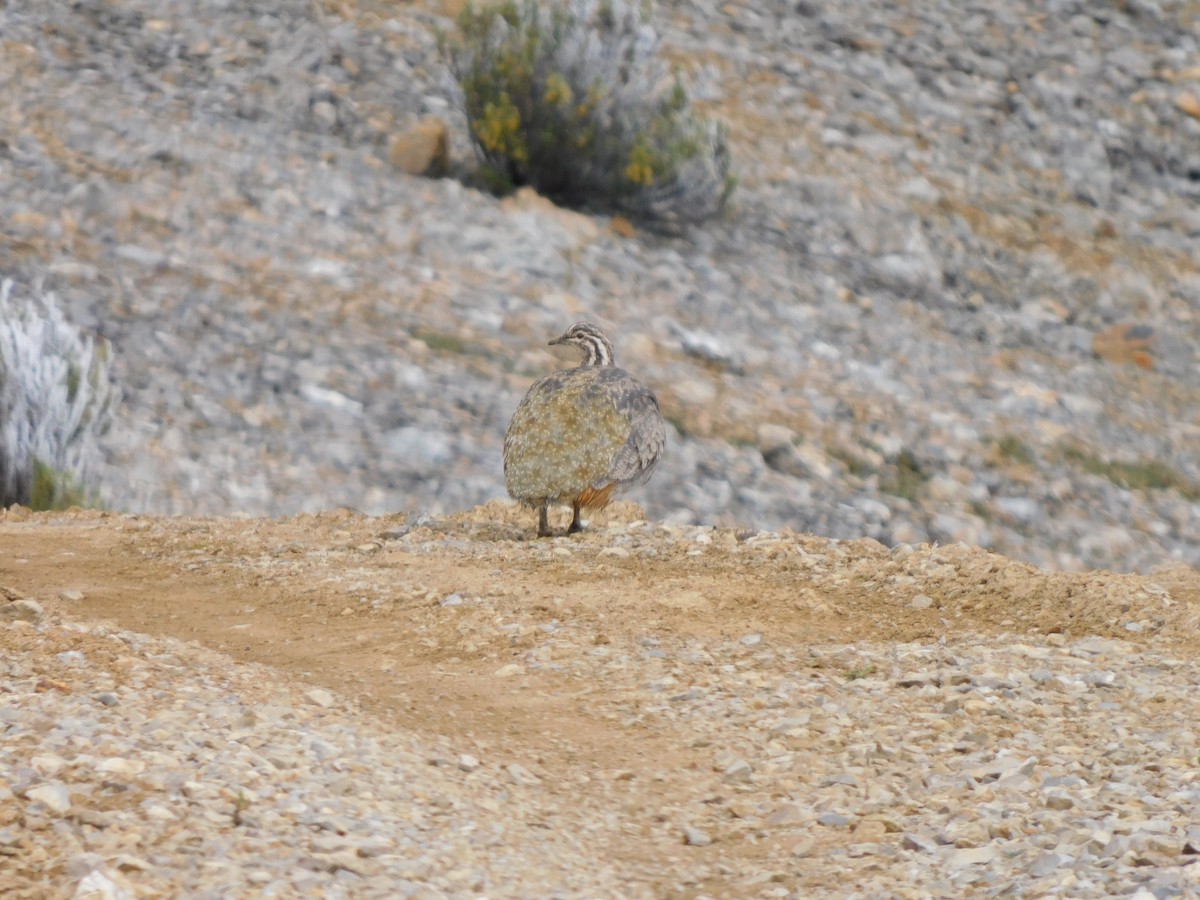 Puna Tinamou - ML638338273